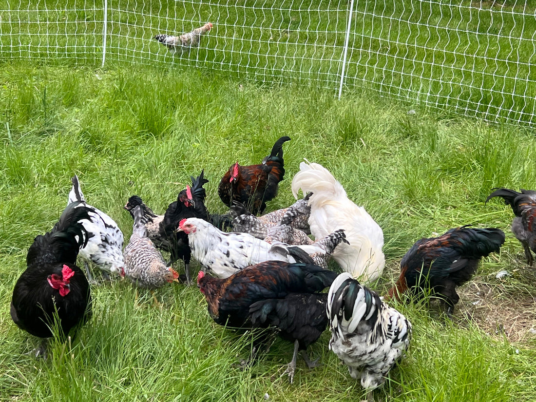 Becoming a Regenerative Farm