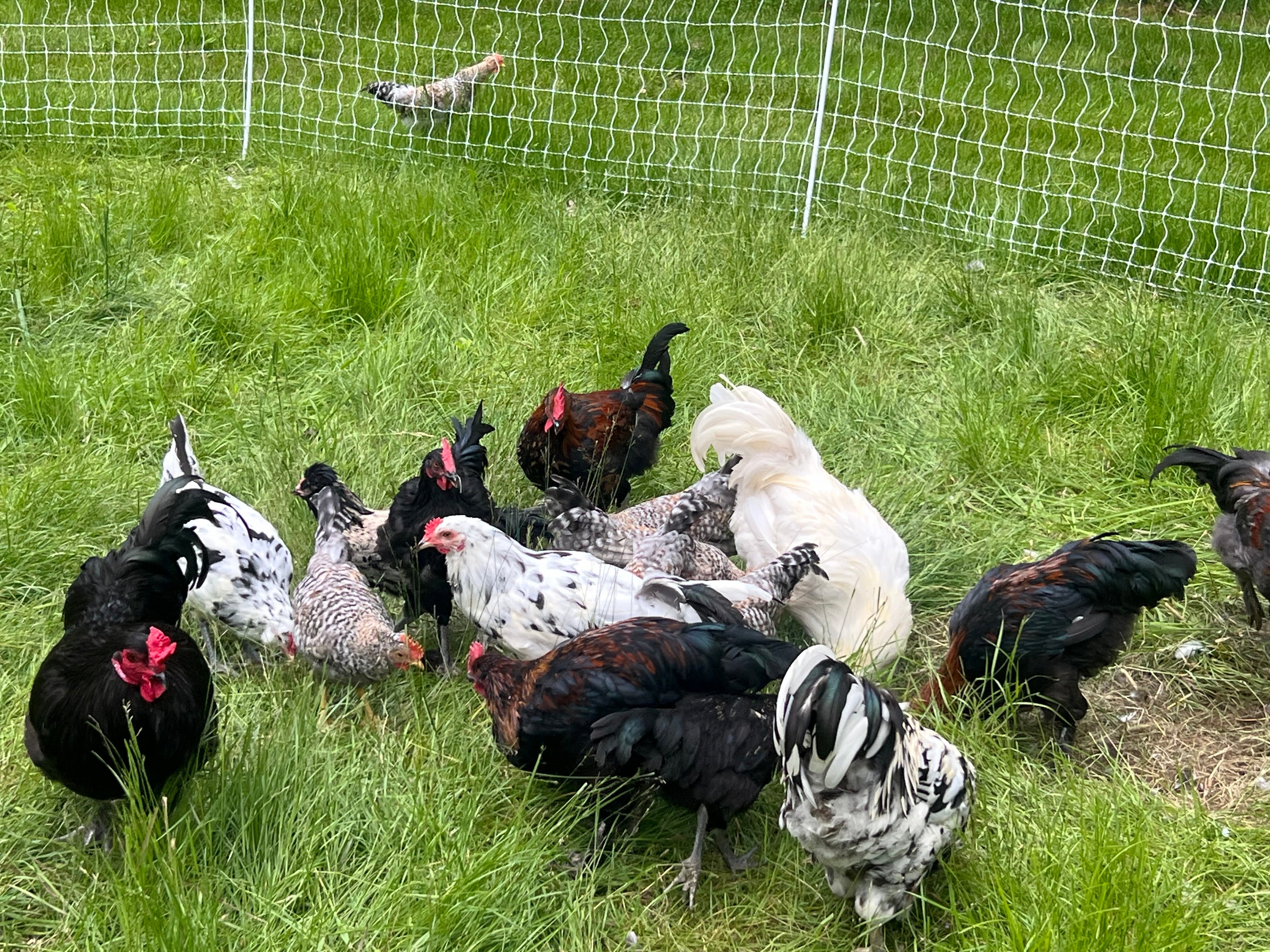 Becoming a Regenerative Farm