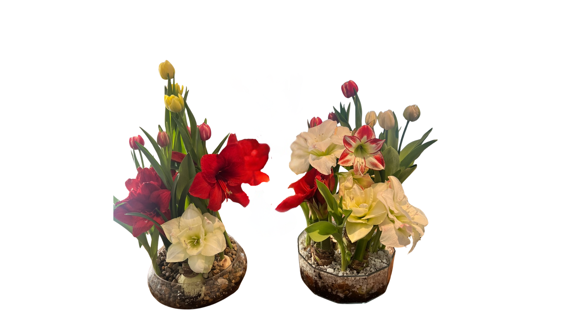 Living Bouquet Bowl — A Celebration of the Season of Love